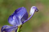 Aconitum fischeri. Нектарник (шлем цветка удалён). Камчатский край, Елизовский р-н, берег оз. Тахколоч, луг. 04.08.2024.