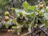 Pyrus elaeagrifolia. Верхушка веточки с незрелыми плодами. Крым, Южный Берег, окр. пос. Лесной, дубовое редколесье на косогоре. 26.05.2024.