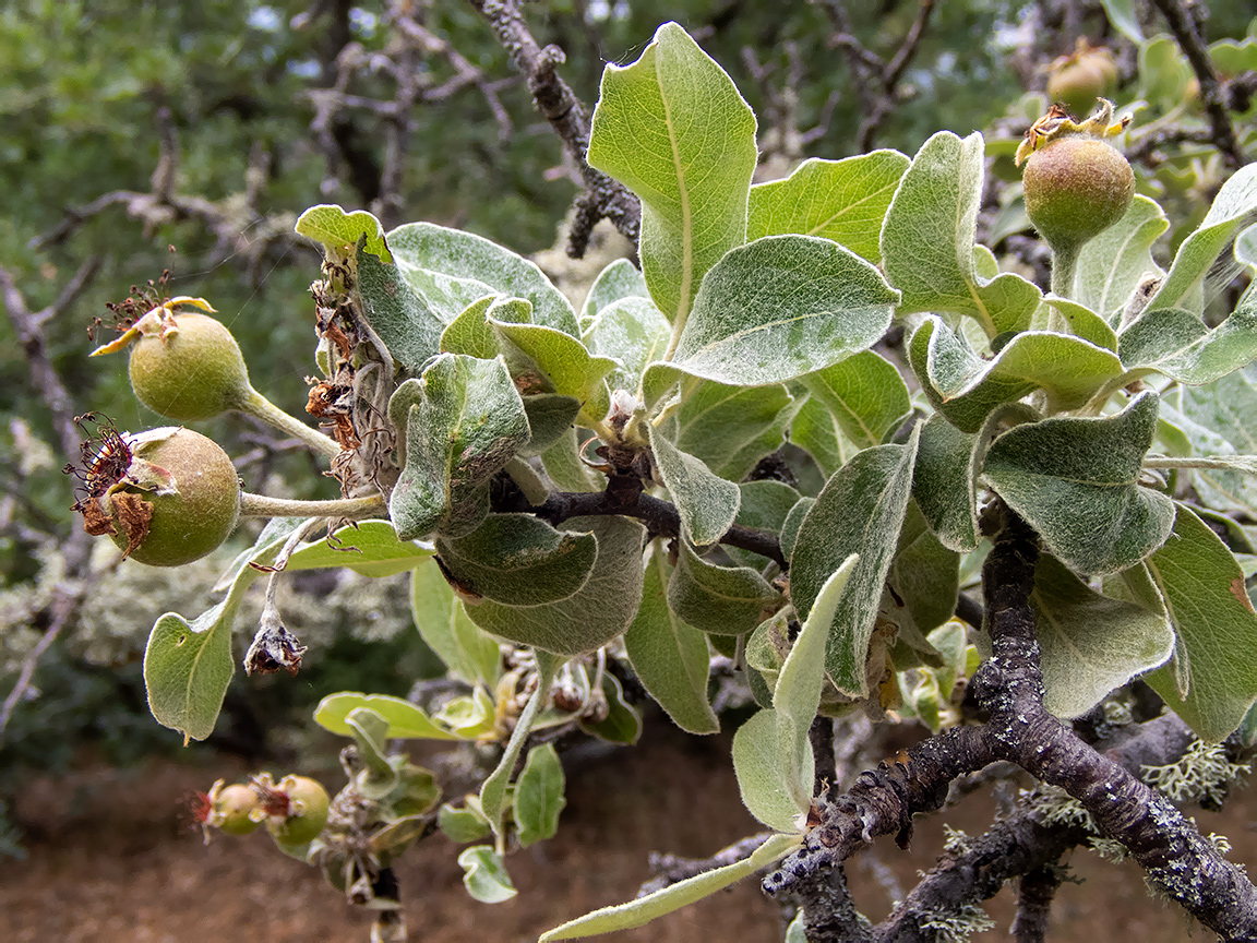 Изображение особи Pyrus elaeagrifolia.