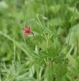 Geranium sanguineum. Отцветший цветок. Чечня, Шаройский р-н, с. Хакмадой, выс. 1580 м н.у.м., луг. 30 июня 2024 г.