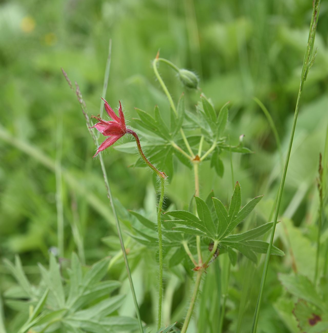 Изображение особи Geranium sanguineum.