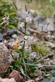 Silene graminifolia. Цветущее растение. Казахстан, Тянь-Шань, хр. Заилийский Алатау, Малое Алматинское ущ., пер. Талгар, ≈ 3200 м н.у.м., альпийский луг на склоне. 25 июля 2024 г.