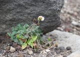 Papaver alboroseum