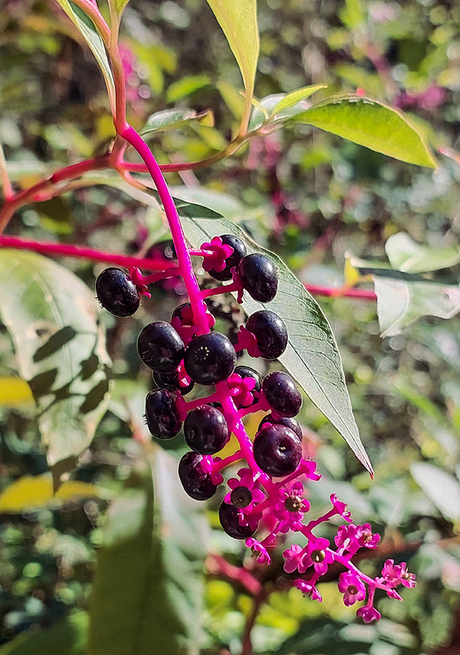 Image of Phytolacca americana specimen.
