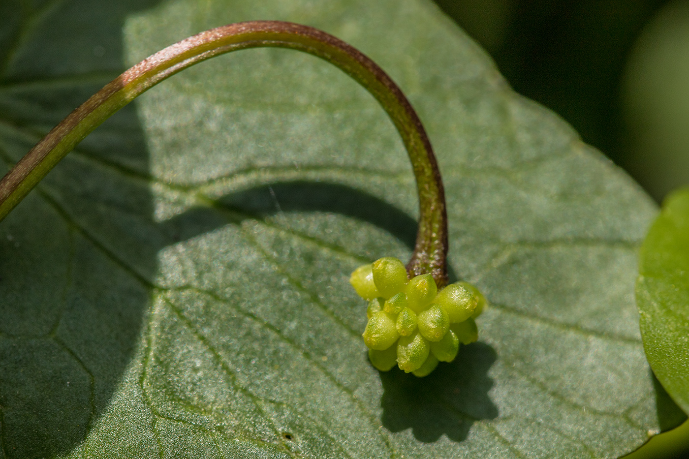 Изображение особи род Ficaria.