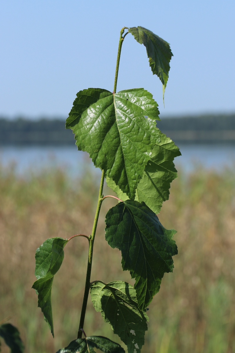 Изображение особи Betula pendula.