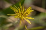 View full-size image Scorzonera mollis