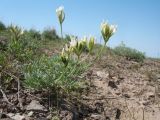 View full-size image Astragalus kronenburgii