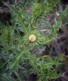 Смотреть изображение Carduus acanthoides