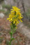 View full-size image Solidago virgaurea subspecies jailarum