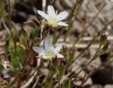 View full-size image Minuartia oreina