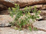 Смотреть изображение Potentilla desertorum