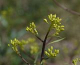 View full-size image Erucastrum armoracioides