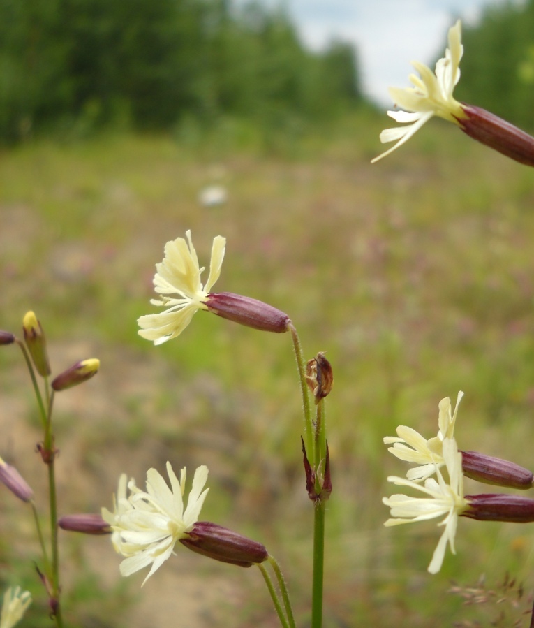 Изображение особи Silene tatarica.