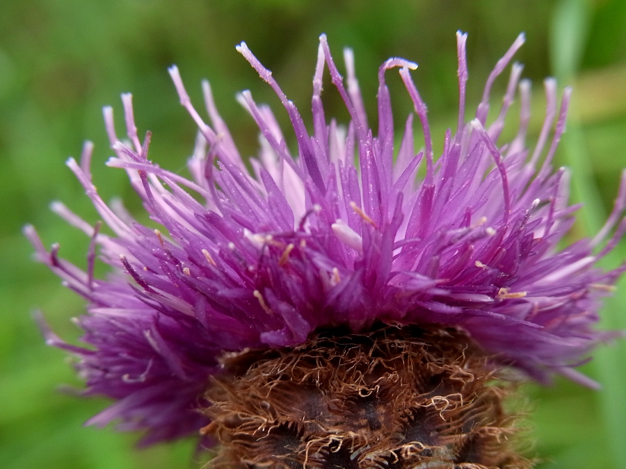 Изображение особи Centaurea debeauxii.