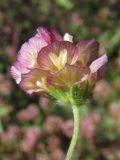 Trifolium grandiflorum. Соцветие. Южный Берег Крыма, г. Аюдаг. 27 мая 2011 г.