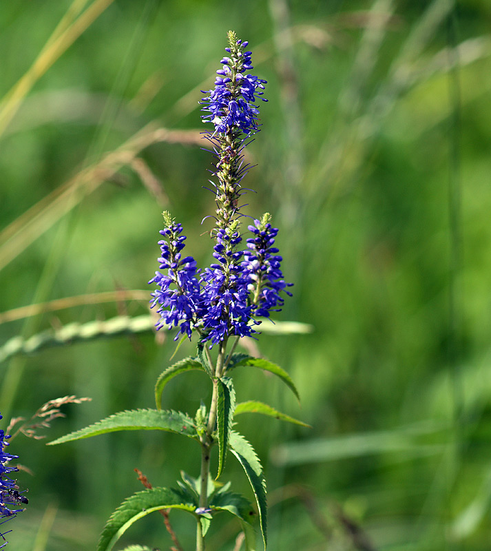 Изображение особи Veronica longifolia.