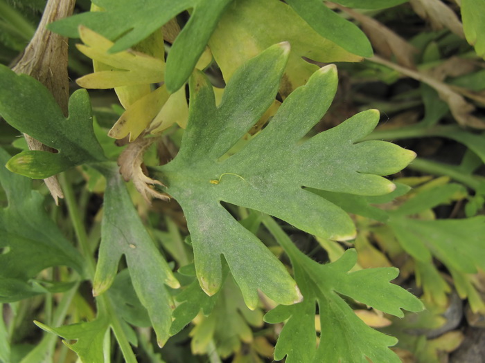 Image of Papaver amurense specimen.