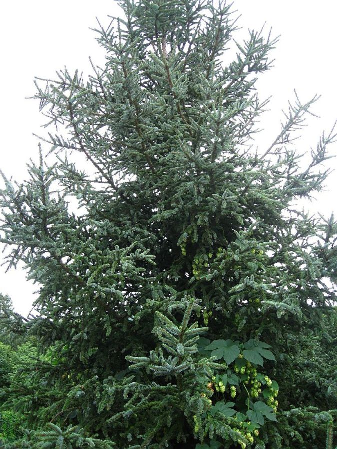 Image of Picea glehnii specimen.