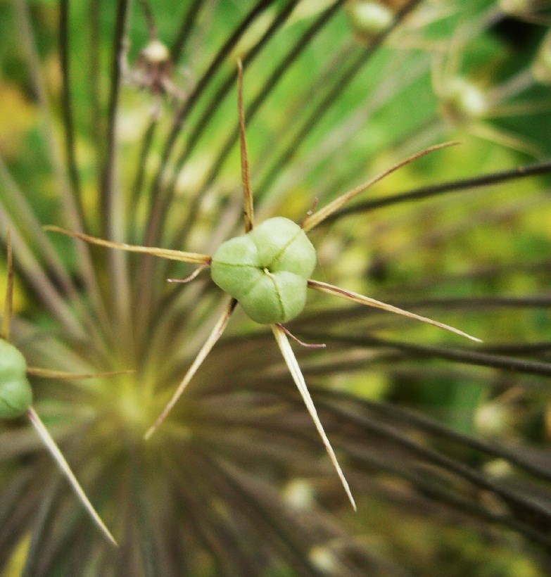 Image of Allium cristophii specimen.