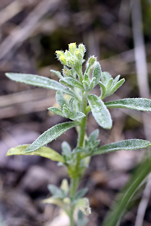 Image of genus Alyssum specimen.