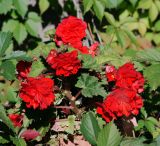 Begonia × tuberhybrida. Верхушка цветущего растения. Московская обл., Раменский р-н, окр. дер. Хрипань, садовый участок. 05.08.2011.