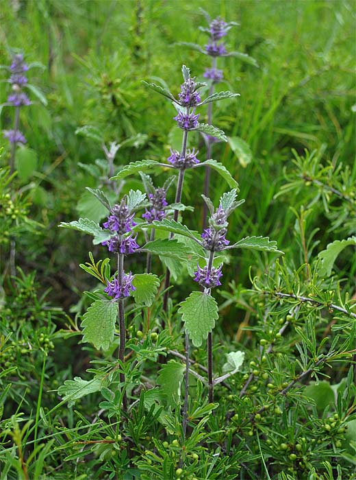 Изображение особи Marrubium leonuroides.