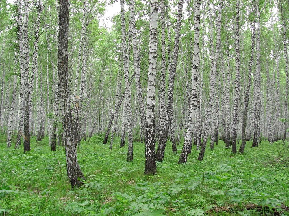 Image of Betula pendula specimen.