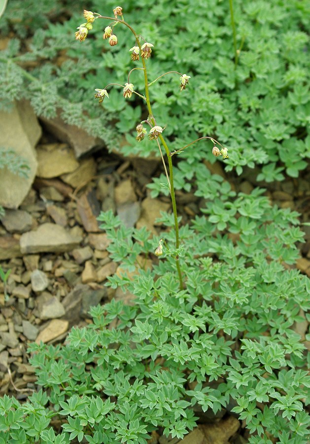 Image of Thalictrum isopyroides specimen.