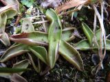 Pinguicula alpina