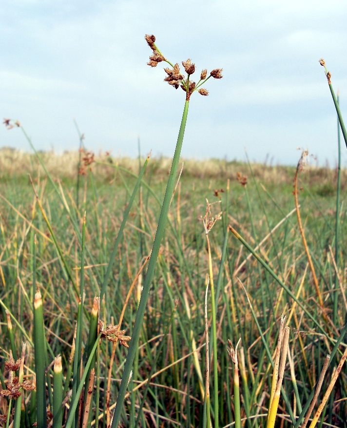 Image of Schoenoplectus lacustris specimen.