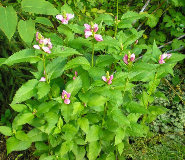 Изображение особи Chelone obliqua.