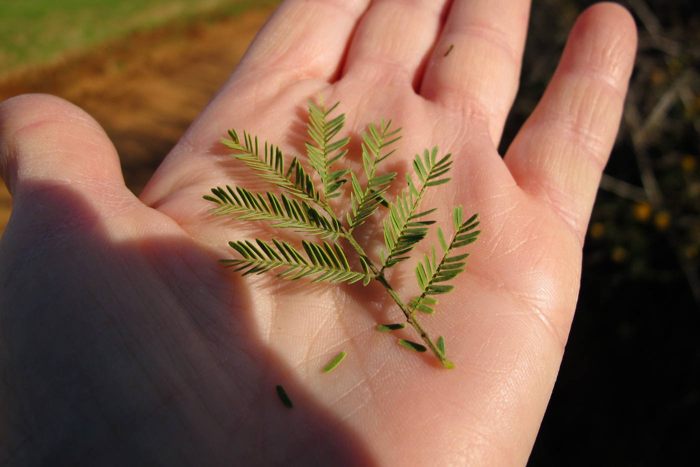 Image of Vachellia farnesiana specimen.