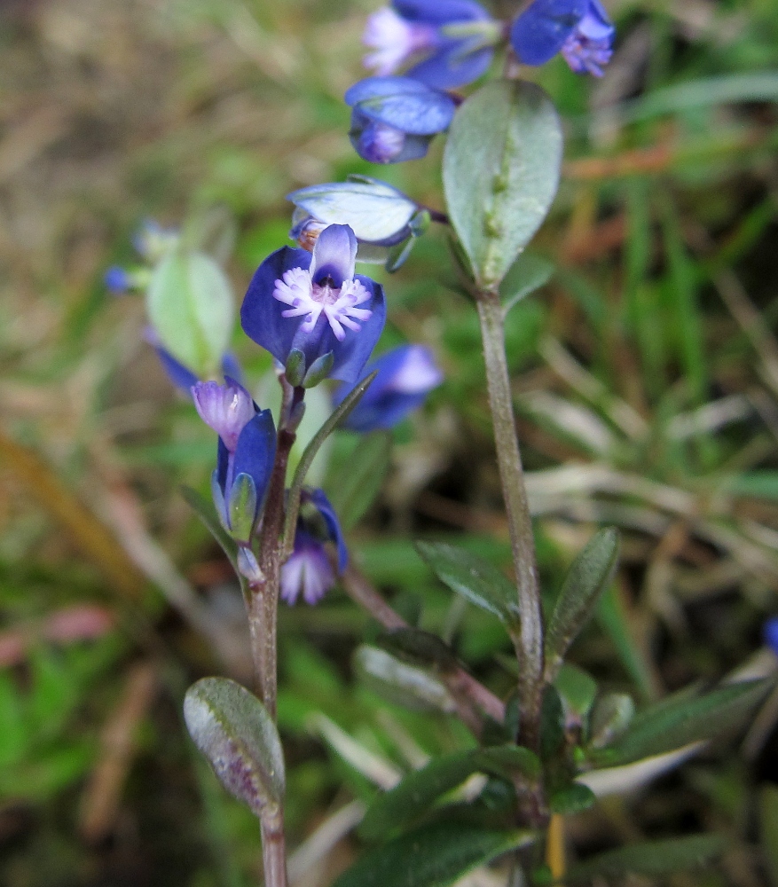 Image of Polygala serpyllifolia specimen.