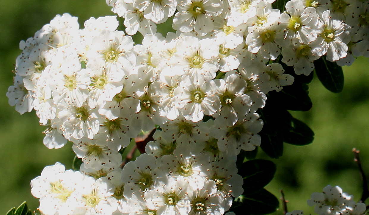 Изображение особи Spiraea nipponica.