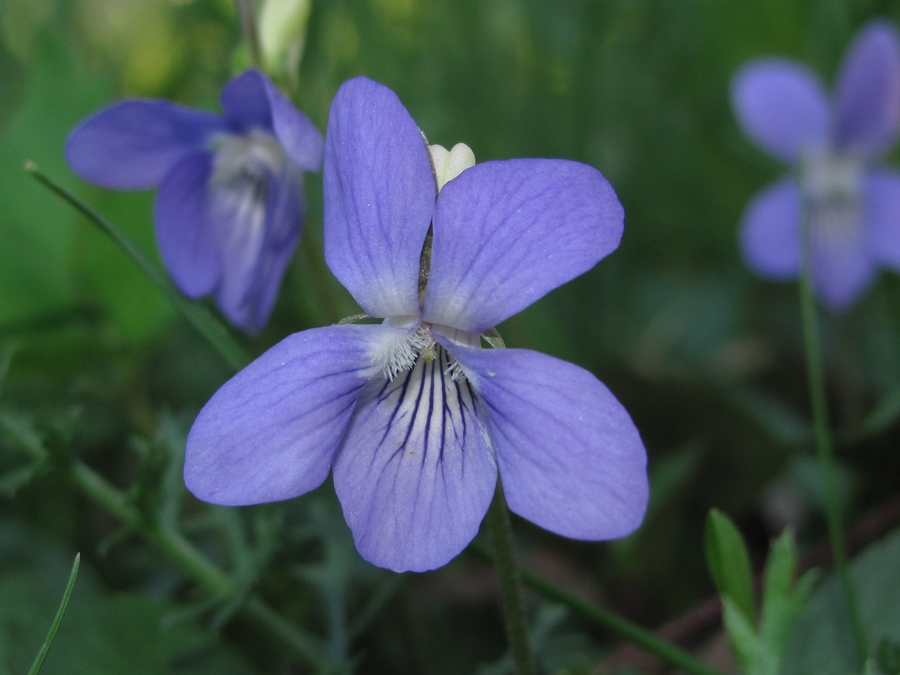 Image of Viola canina specimen.