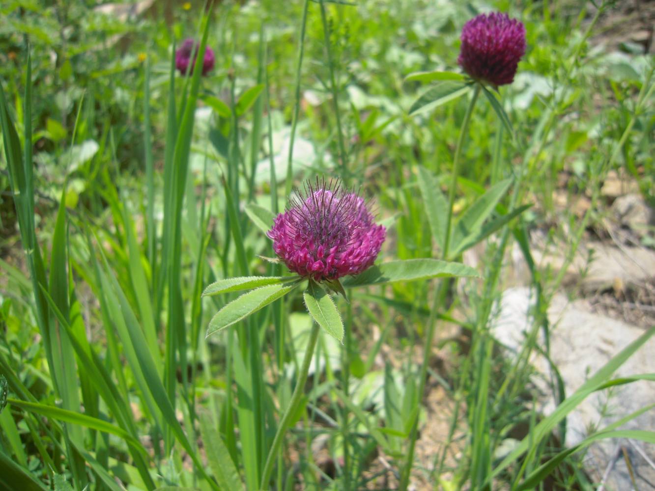 Изображение особи Trifolium alpestre.