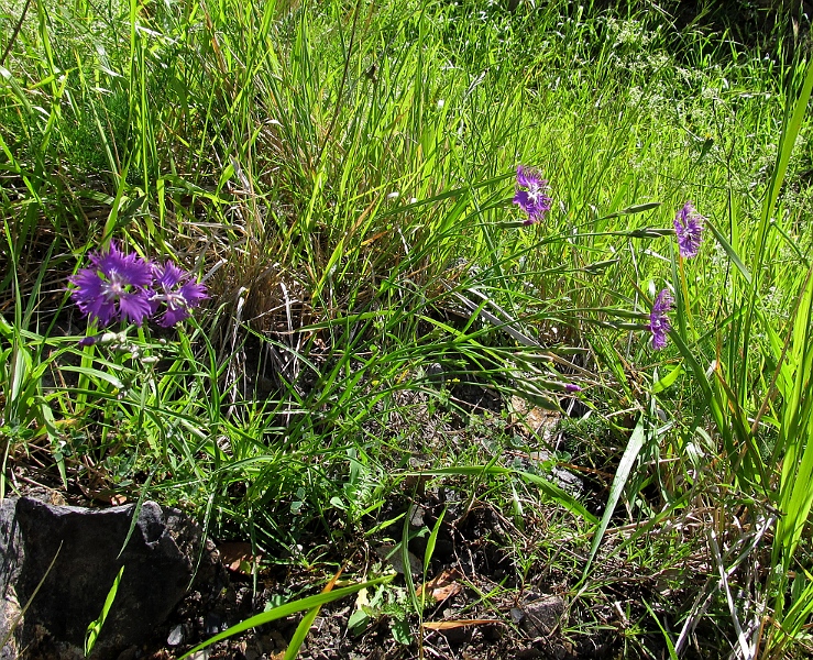 Image of Dianthus hyssopifolius specimen.