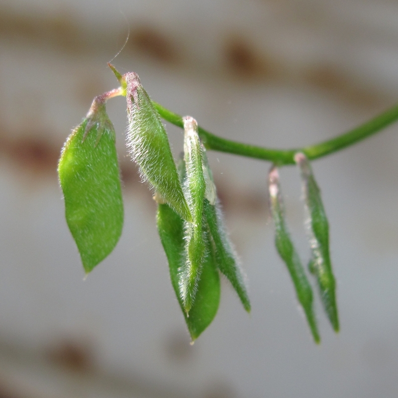 Image of Vicia hirsuta specimen.