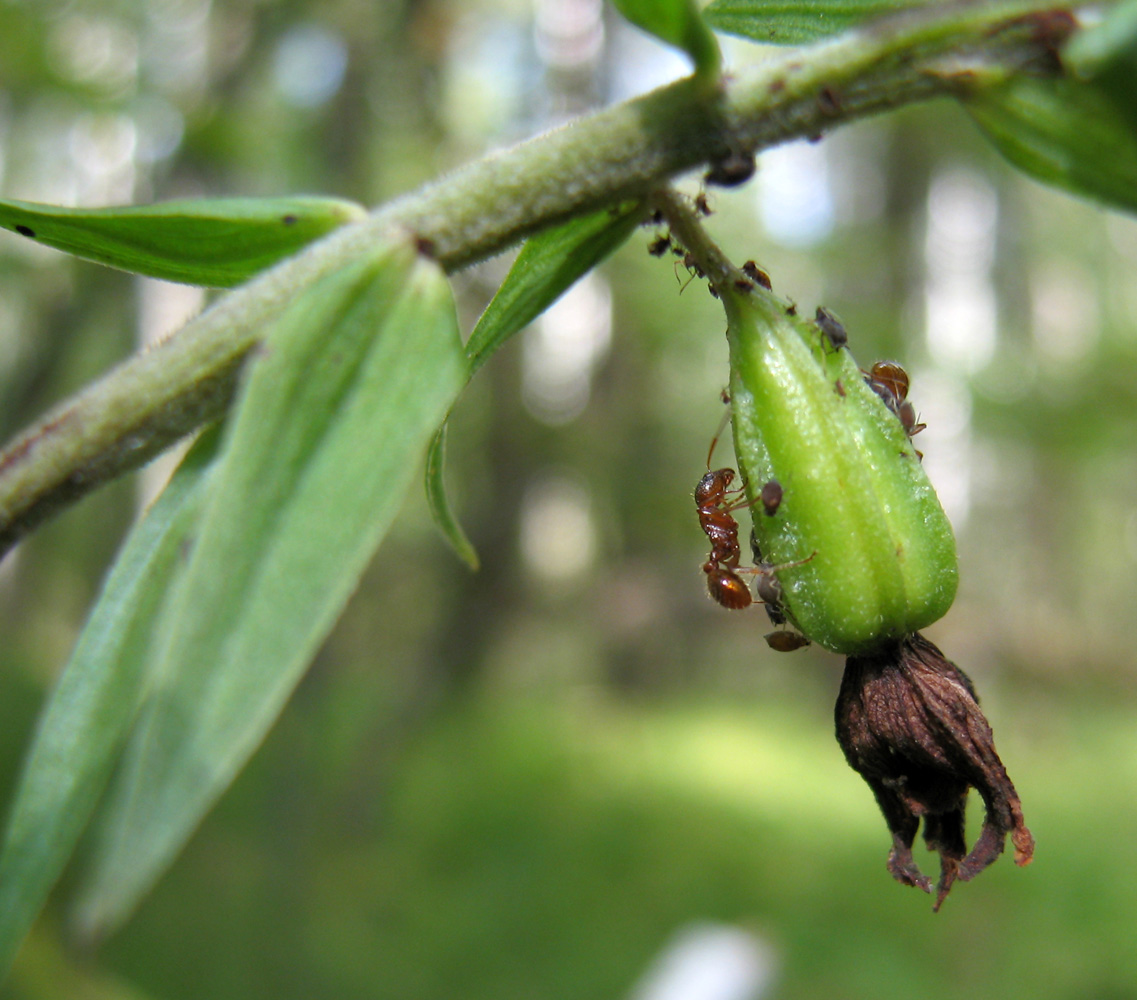 Image of Epipactis helleborine specimen.