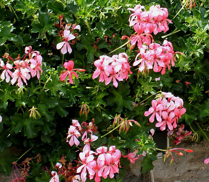 Изображение особи Pelargonium peltatum.