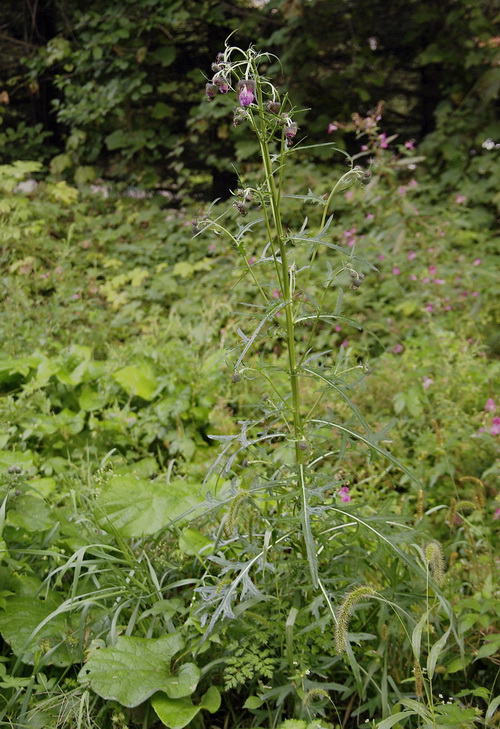 Image of Cirsium pendulum specimen.