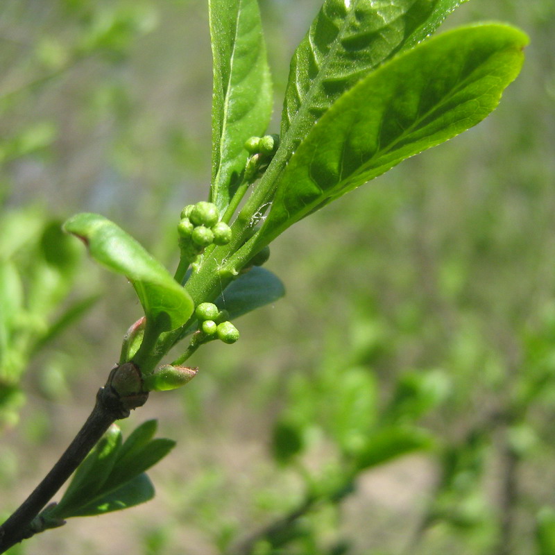 Image of Euonymus europaeus specimen.