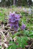 Corydalis solida. Верхушка цветущего растения. Карелия, Ладожское озеро, о. Валаам, темнохвойный лес. 12.05.2012.