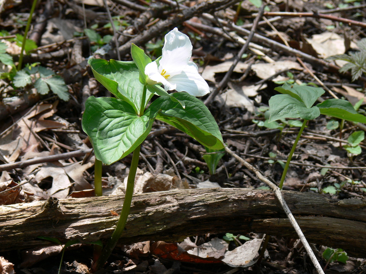 Изображение особи Trillium grandiflorum.