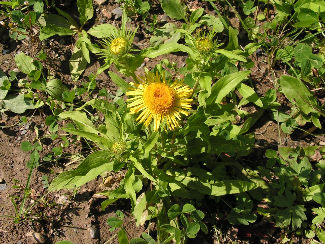 Image of Inula britannica specimen.