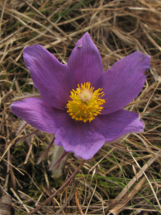 Изображение особи Pulsatilla patens.