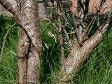 Hippophae rhamnoides. Нижние части стволов старого дерева. Германия, г. Krefeld, ботанический сад. 16.09.2012.