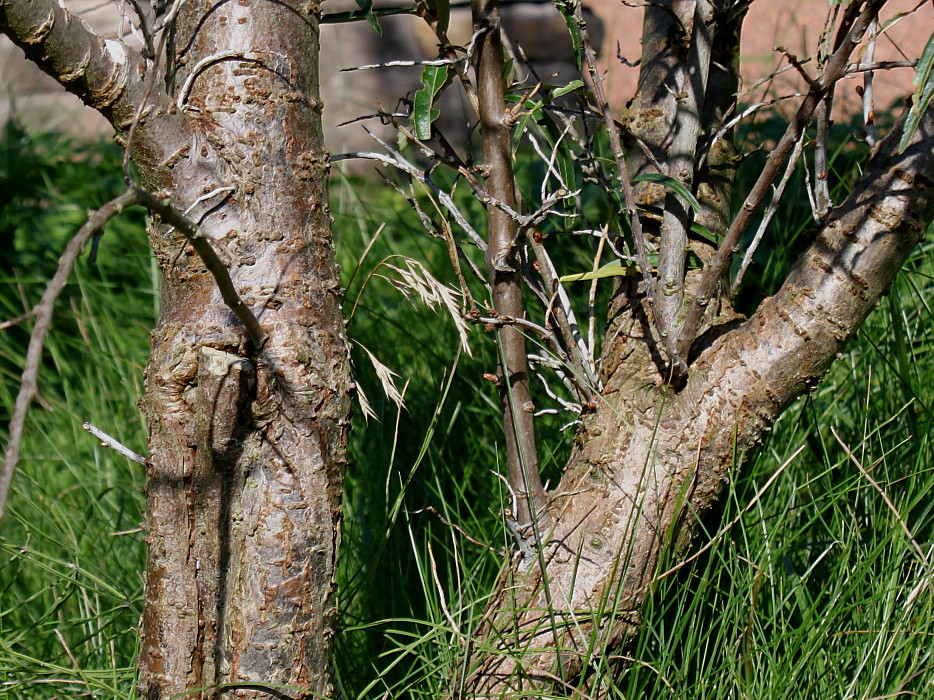 Изображение особи Hippophae rhamnoides.