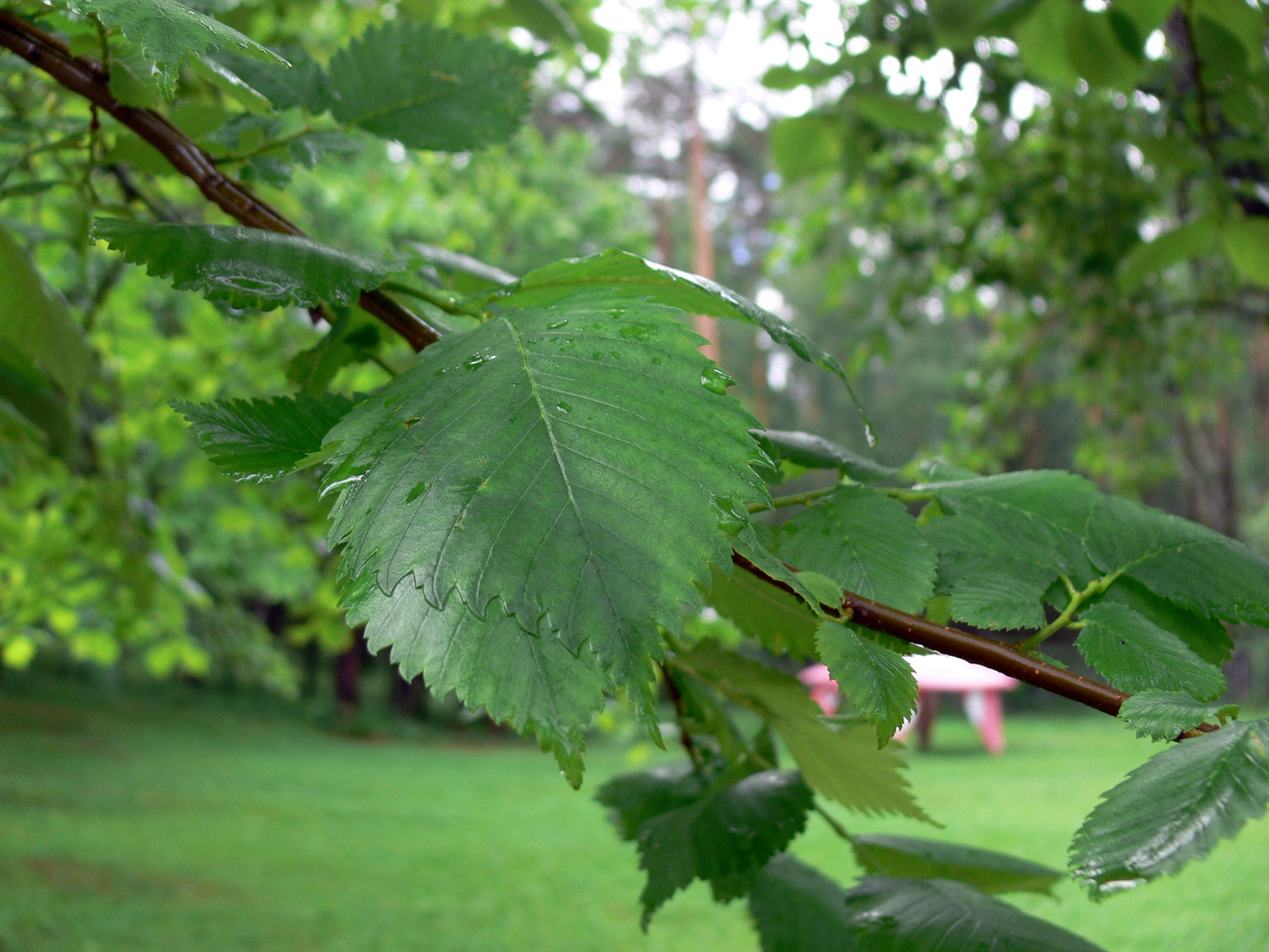 Image of Ulmus laevis specimen.